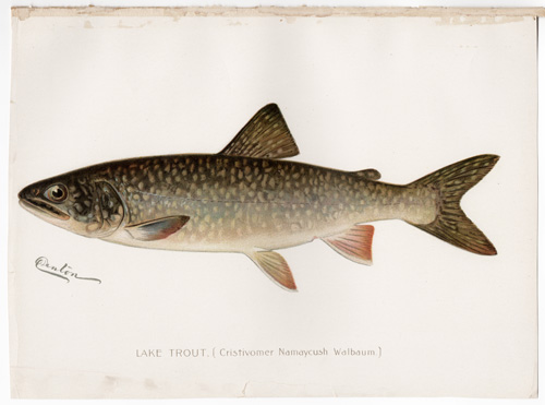 LAKE TROUT Denton fish lithograph from 1897